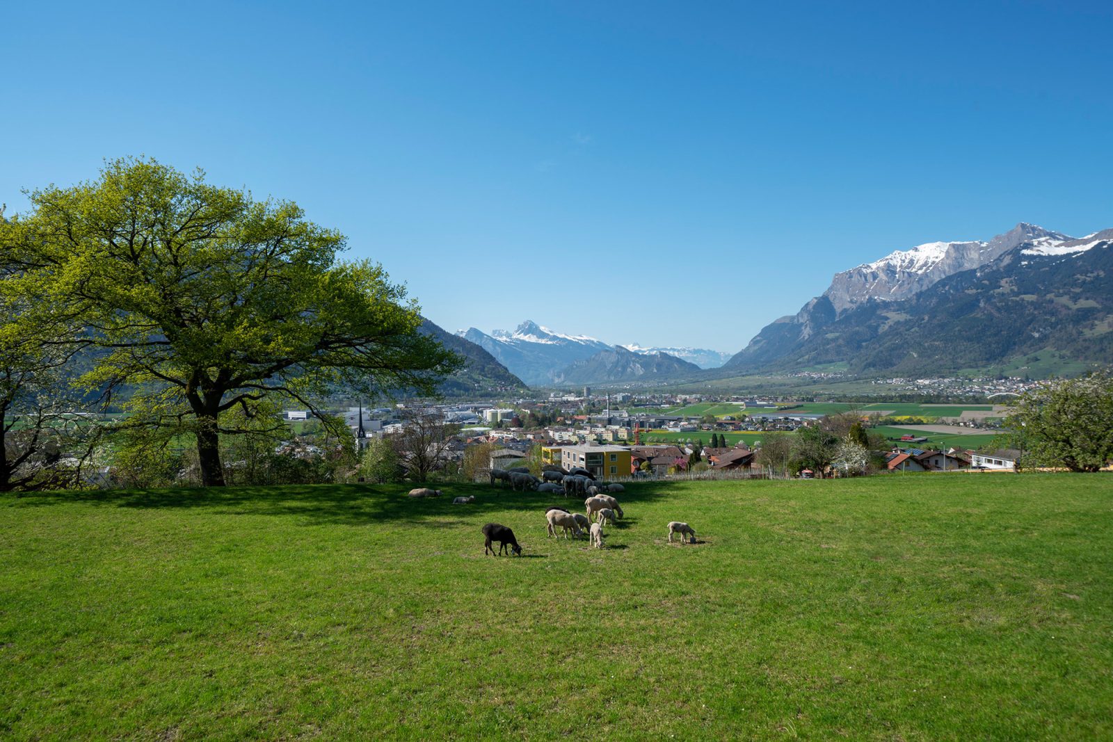 Im Park A, Landquart, GR – Bild 16 von 19